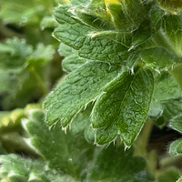 Potentilla megalantha